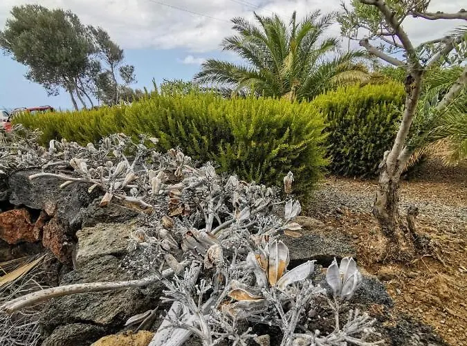 Dammusi Sciuvechi Lantställe *