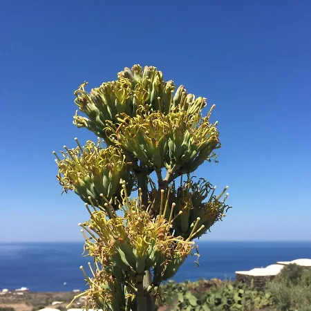 Dammusi Sciuvechi Scauri (Sicily)