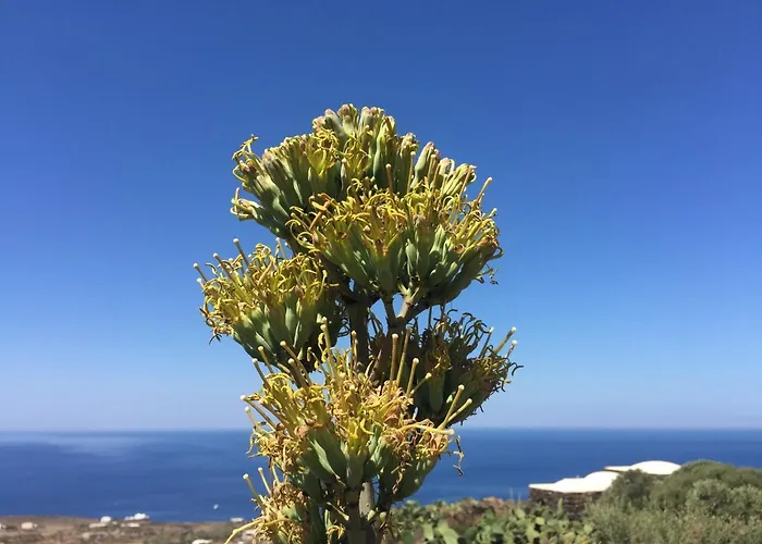 Dammusi Sciuvechi Scauri (Sicily)